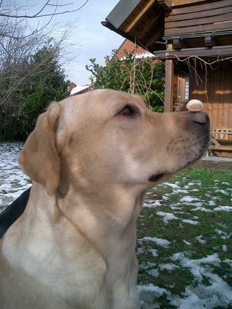 Labrador Retriever Hunde Foto 28138 in höherer Auflösung ansehen Labrador Retriever Ganz schön schwierig - für einen Labbi !