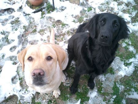 Labrador Retriever Hunde Foto 28150 in höherer Auflösung ansehen Labrador Retriever Ginger+Hannah