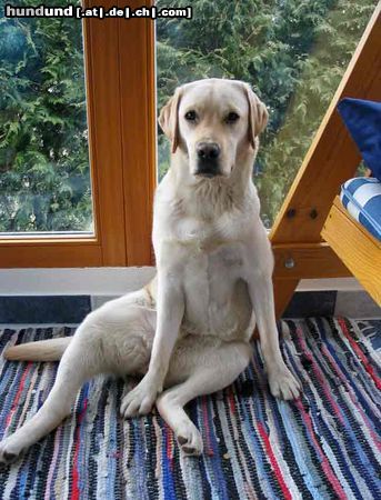 Labrador Retriever Candy Lady im Wintergarten
