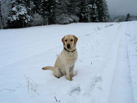 Labrador Retriever Hunde Foto 1972 Labrador Retriever CANDY vom grossem Weinberg