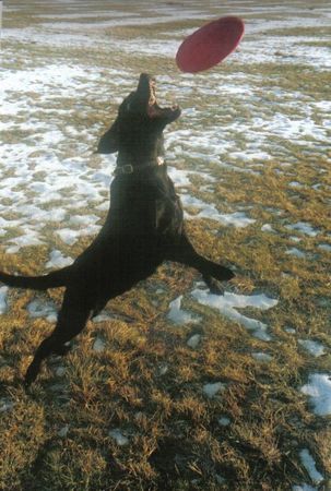 Labrador Retriever Hunde Foto 28512 Labrador Retriever Casy mein kleiner Springball