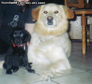 Labrador Retriever Stolzer großer Cousin Charly ( Casy gerade angekommen mit 9 wochen)