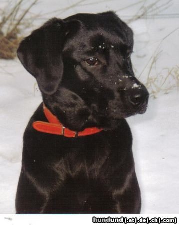 Labrador Retriever Hunde Foto 19850 Labrador Retriever Labbi lady Casy