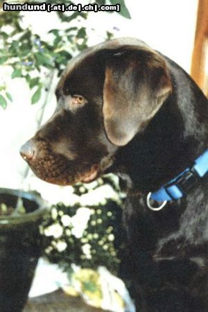 Labrador Retriever Hunde Foto 17174 Labrador Retriever Choco