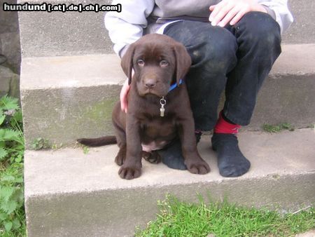 Labrador Retriever Hunde Foto 17189 Labrador Retriever Choco, 10 Wochen