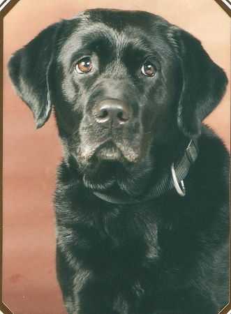 Labrador Retriever Hunde Foto 1829 Labrador Retriever Coffi Toffi von der Schweineweide