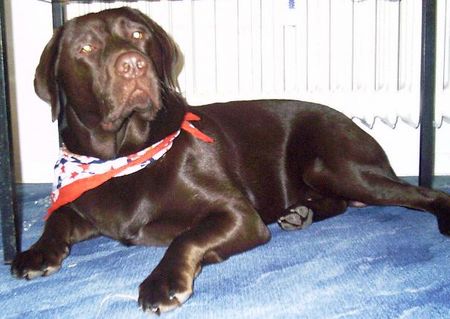 Labrador Retriever Hunde Foto 1851 Labrador Retriever bitte recht freundlich!!!