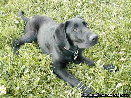 Labrador Retriever Das ist Cosmo, mein Labbn Rüde, Zu der Zeit war er 27Wochen jung.
