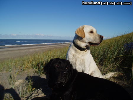 Labrador Retriever Hunde Foto 26522 Labrador Retriever Butch und Joe