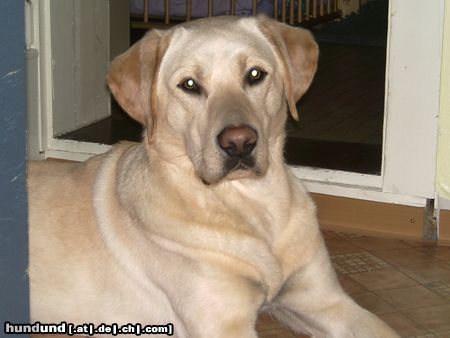 Labrador Retriever Hunde Foto 22506 in höherer Auflösung ansehen Labrador Retriever unser hund baylis 18 monate