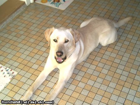 Labrador Retriever Hunde Foto 22606 in höherer Auflösung ansehen Labrador Retriever toben wir jetzt weiter baylis 18 mon.