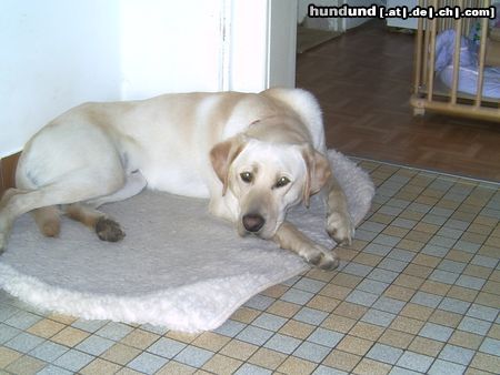 Labrador Retriever Hunde Foto 22607 in höherer Auflösung ansehen Labrador Retriever lass mich jetzt schlafen baylis 18 mon.