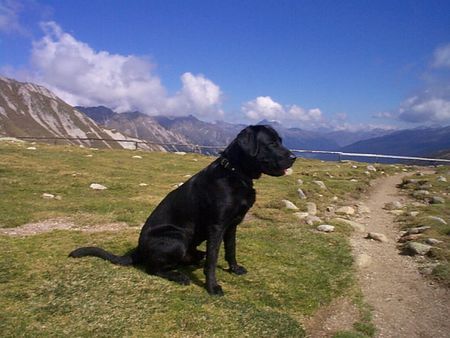 Labrador Retriever Hunde Foto 42628 in höherer Auflösung ansehen Labrador Retriever