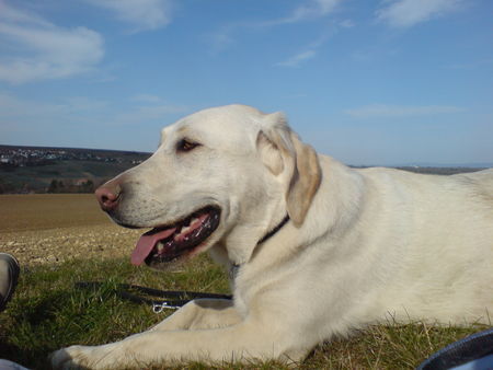 Labrador Retriever Hunde Foto 42749 in höherer Auflösung ansehen Labrador Retriever bin fix und foxi aber glücklich