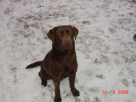 Labrador Retriever Hunde Foto 30147 in höherer Auflösung ansehen Labrador Retriever Eny 9 Monate