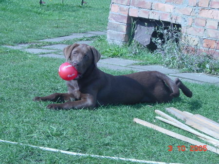 Labrador Retriever Hunde Foto 30146 in höherer Auflösung ansehen Labrador Retriever Eny 4 Monate