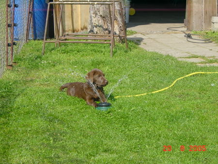 Labrador Retriever Hunde Foto 30145 in höherer Auflösung ansehen Labrador Retriever Eny 3 Monate