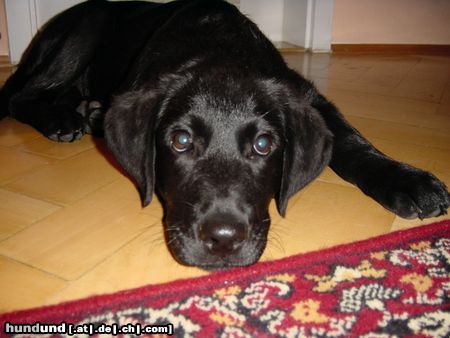 Labrador Retriever Hunde Foto 8174 Labrador Retriever Frederik: