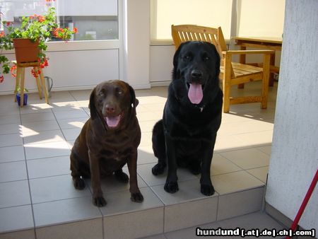 Labrador Retriever Passt's jetzt? (Sara und Freddy)