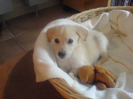 Labrador Retriever Hunde Foto 40073 in höherer Auflösung ansehen Labrador Retriever emmas erster tag zuhause
