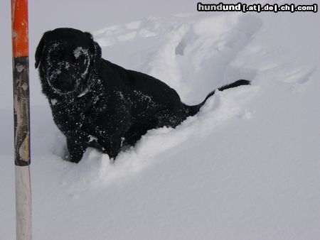 Labrador Retriever Hunde Foto 10074 Labrador Retriever Freddy im Schnee