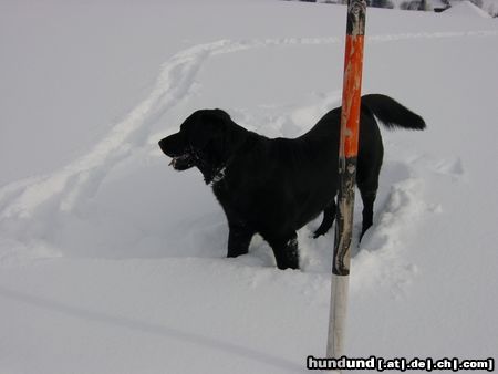 Labrador Retriever Hunde Foto 10073 Labrador Retriever Freddy im Schnee