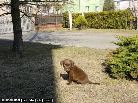 Labrador Retriever Hunde Foto 26526 in höherer Auflösung ansehen Labrador Retriever Sahra ganz klein
