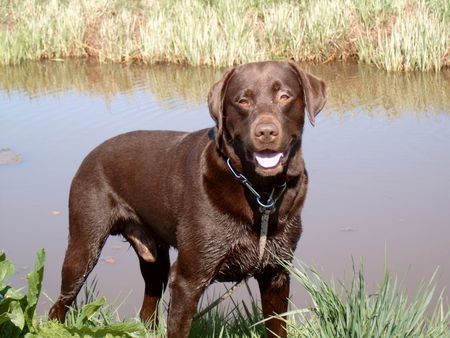 Labrador Retriever Hunde Foto 38105 in höherer Auflösung ansehen Labrador Retriever Usko ganz verträumt ....