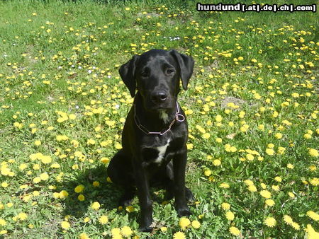 Labrador Retriever Chato :DD 