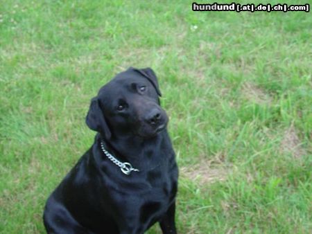 Labrador Retriever Aik