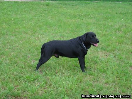 Labrador Retriever Aik 