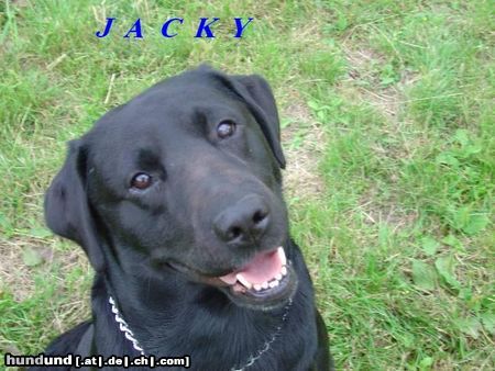 Labrador Retriever ma is a ned liab mit seinem dackelblick *gg*