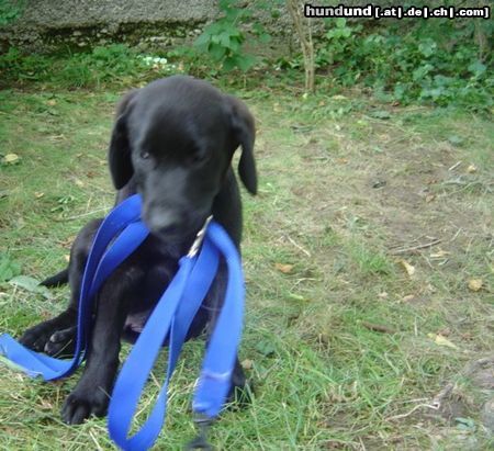 Labrador Retriever Terry 12 Wochen-was ist jetzt mit dem Spaziergang