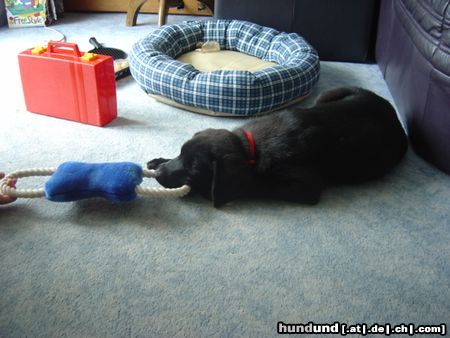Labrador Retriever Terry beim spielen(12 Wochen)