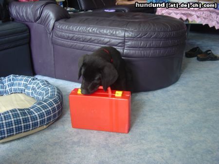 Labrador Retriever Terry-mein Urlaubskoffer ist bereits gepackt