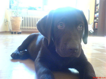 Labrador Retriever Hunde Foto 41390 in höherer Auflösung ansehen Labrador Retriever Gismo mit