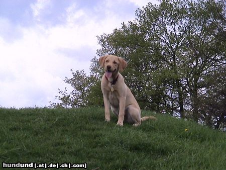 Labrador Retriever