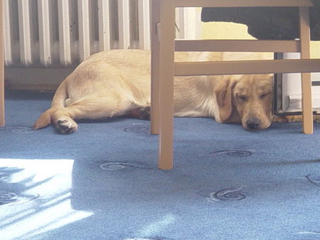 Labrador Retriever Hunde Foto 29386 in höherer Auflösung ansehen Labrador Retriever Sunny mit 5 Monaten - Immer müde
