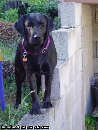 Labrador Retriever Hunde Foto 16539 in höherer Auflösung ansehen Labrador Retriever Unser Socke mit 1 1/2 Jahren