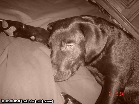 Labrador Retriever Hunde Foto 9825 Labrador Retriever Lass mich schlafen...