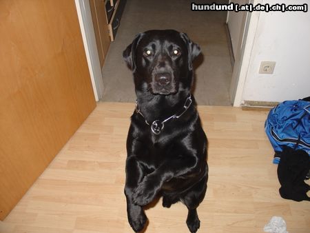 Labrador Retriever Hunde Foto 15931 in höherer Auflösung ansehen Labrador Retriever Imma muss ich mnchen machen genügts ned wenn ich ein mänchen bin (jacky)