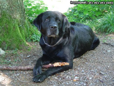 Labrador Retriever Hunde Foto 20218 in höherer Auflösung ansehen Labrador Retriever Astor, 8 Jahre