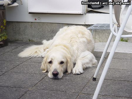 Labrador Retriever Hunde Foto 7143 Labrador Retriever Das ist mein §Jähriger Max auf der Wunderschönen Insel Ameland!