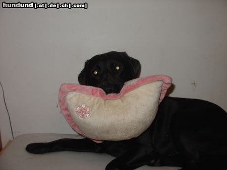 Labrador Retriever Hunde Foto 17439 in höherer Auflösung ansehen Labrador Retriever Meinen Polster hab ich immer mit dabei..sorgar in fauchens bettchen (Jacky)