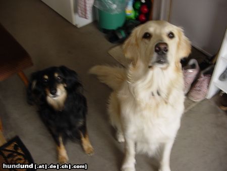 Labrador Retriever Hunde Foto 7144 Labrador Retriever Meine Hunde Benny und Max (v.l)