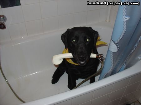 Labrador Retriever Hunde Foto 17522 in höherer Auflösung ansehen Labrador Retriever Es ist so schrecklich heiss könntest du mich abduschen?? (Jacky)