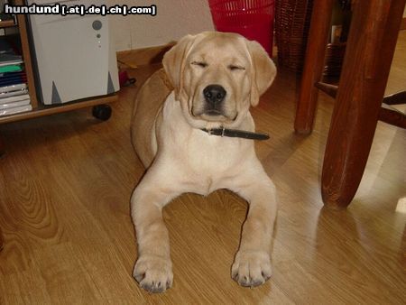 Labrador Retriever Hunde Foto 24161 in höherer Auflösung ansehen Labrador Retriever Deamon noch jung