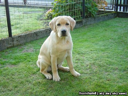 Labrador Retriever Hunde Foto 24162 in höherer Auflösung ansehen Labrador Retriever Daemon klein und unschuldig