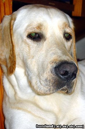 Labrador Retriever Hunde Foto 7904 Labrador Retriever immer cool