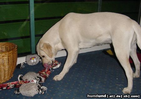 Labrador Retriever Hunde Foto 18883 in höherer Auflösung ansehen Labrador Retriever Lady packt ihr Weihnachtsgeschenk aus